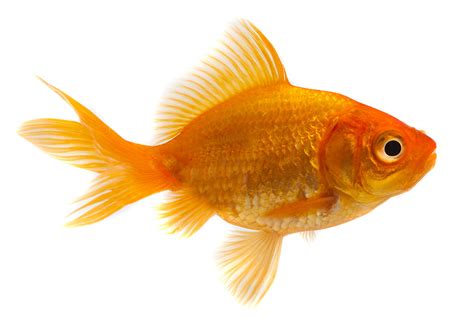 Species Of Goldfish