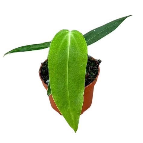 Anthurium Warocqueanum X Waterburyanum Cm Sklep Z Ro Linami Cocaflora