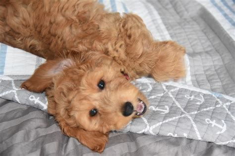 Goldendoodle – Livy's Doodles & Poodles