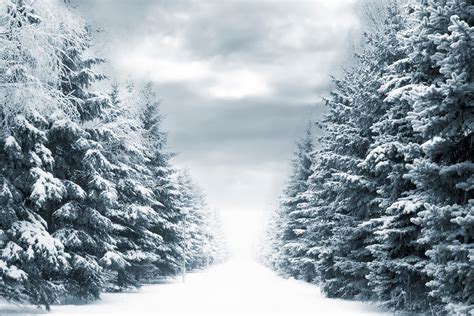 Les Fonds D Cran Arbres Couverts De Neige Sous Ciel Nuageux Pendant La