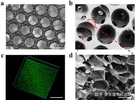 东南大学赵远锦教授团队：液滴微流控制备分层反蛋白石多孔支架用于3d 细胞共培养 知乎