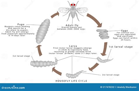 Housefly Life Cycle stock vector. Illustration of larval - 217478232