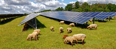 The Vital Role Of Agrivoltaics In The Clean Energy Transition