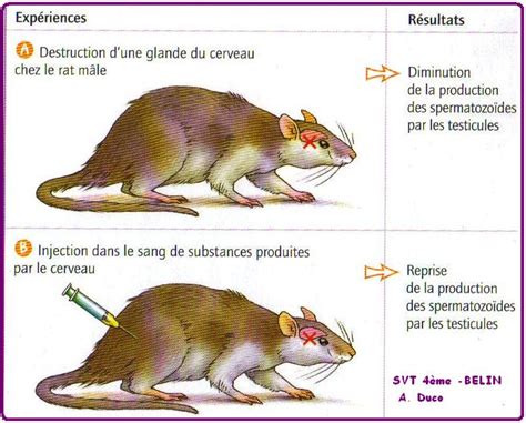 La Communication Hormonale Cours De Svt Me Vive Les Svt Les