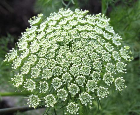 Ammi Majus False Queen Annes Lace Seeds X100 Ole Lantanas Seed Store