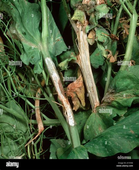 Stem Rot Sclerotinia Sclerotiorum Bleached Infected Stems On Pea Stock