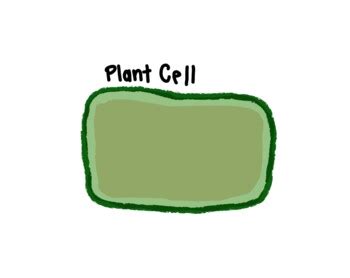 Labelled Cell Part Clip Art - Cell Wall, Cell Membrane, Cytoplasm for ...