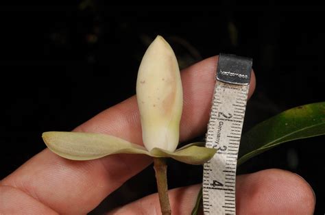 Magnolia Liliifera Magnoliaceae Image 95344 At PhytoImages Siu Edu