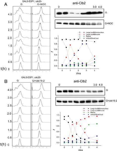 Mitotic Exit Promoted By Esp1 Overexpression Depends On An Intact