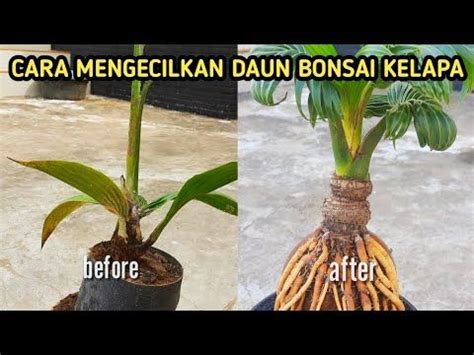 Cara Mengecilkan Daun Bonsai Kelapa Jardins Bonsai