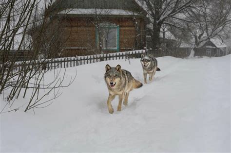 Mutant wolves roaming Chernobyl Exclusion Zone have developed cancer-resilient abilities: study