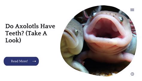 Do Axolotls Have Teeth? (Take A Look)