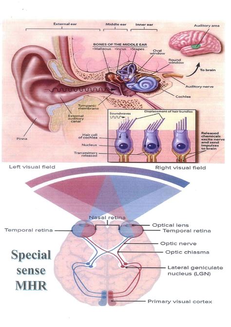 SOLUTION: Physio by dr maher special sense explanation with pictures
