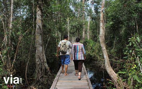 Keseruan Berwisata Di Taman Nasional Tanjung Puting Via Indonesia