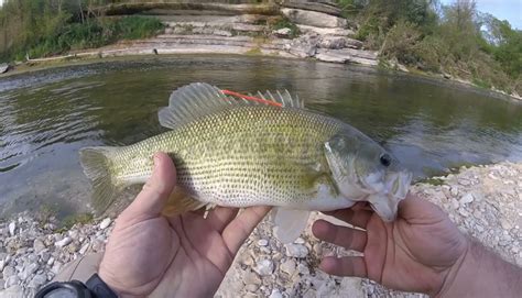 Catching Tagged Guadalupe Bass Texas Hunting And Fishing Lone Star