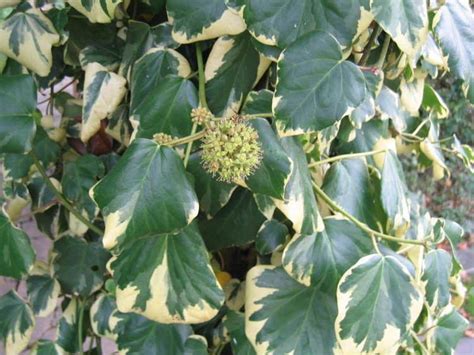 Hedera Colchica Alchetron The Free Social Encyclopedia