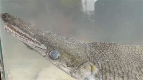 Rare 'Alligator Gar' Fish Found During Cleanliness Drive In Srinagar's Dal Lake | India News ...