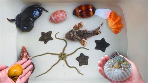 Seek And Find Starfish Pufferfish Hermitcrab Crabs Keong Siput