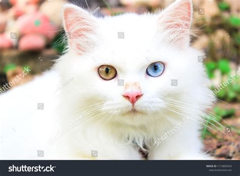 Persian Cats White Yellow Blue Eyes Stock Photo 1115805929 | Shutterstock