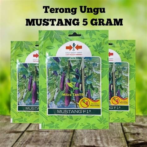 Jual BIBIT BENIH TANAMAN SAYUR SAYURAN HIDROPONIK TERONG UNGU MUSTANG 5