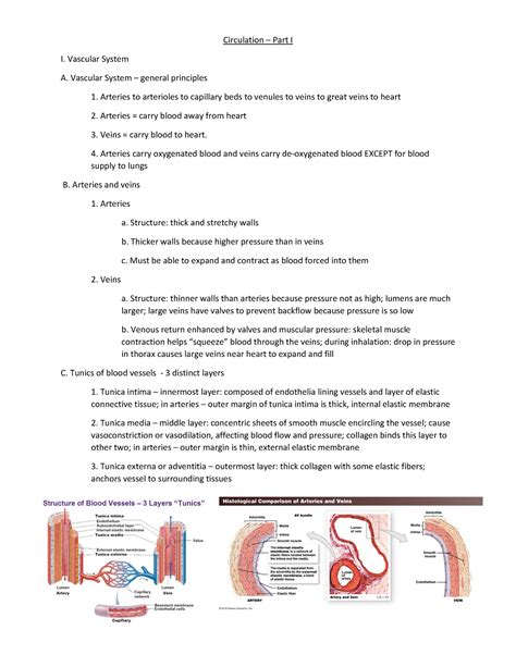 Circulation My Lecture Notes For Class Human Morphology And