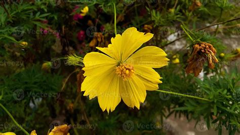 Natural Background Of Cosmos Sulphureus Yellow Cosmos Flowers Blooming