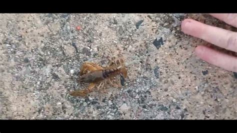 Liv Crayfish For Smallmouth Youtube