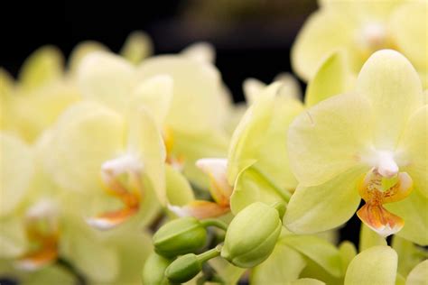 Phalaenopsis Green Apple Bbc Gardeners World Magazine