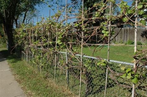 Fence Free Screening Grape Vine Trellis Grape Vines Berry Garden