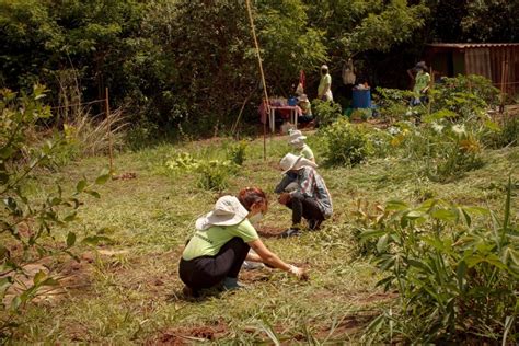 Conheça 7 métodos de restauração florestal Corredor Caipira