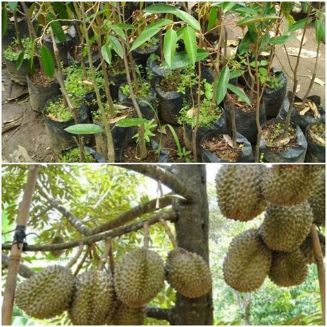 Durian Monthong Dalam Pasu Bibit Durian Montong Super Bisa Berbuah