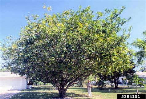 Malabar Plum Syzygium Jambos