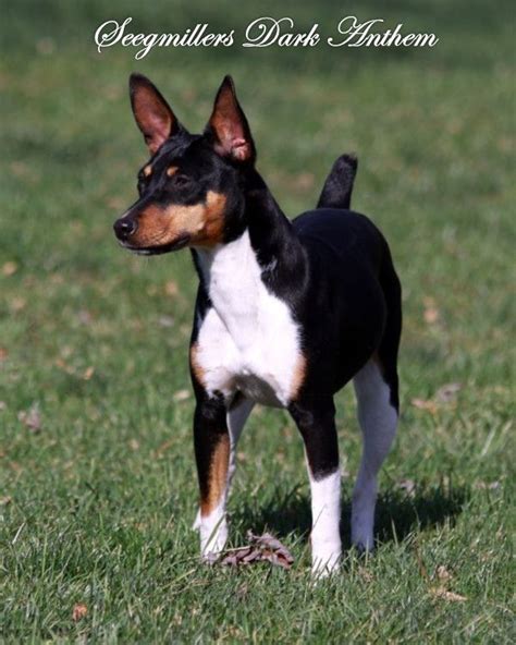 Seegmiller Standard Rat Terriers Female Rat Terriers