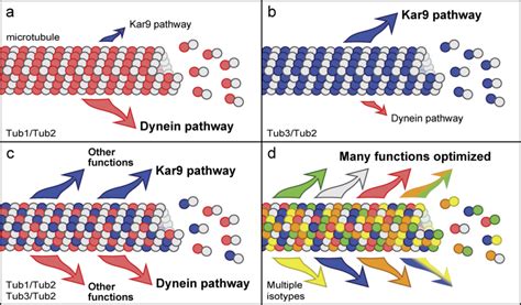 Model For The Role Of Tubulin Isotypes In Optimizing Diverse Download Scientific Diagram