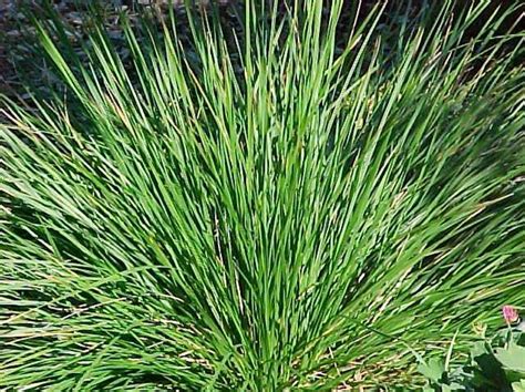 Tufted Hair Grass – Wilson Nurseries