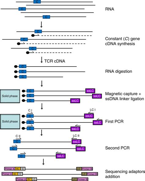 High Resolution Analysis Of The Human T Cell Receptor Repertoire Nature Communications X Mol