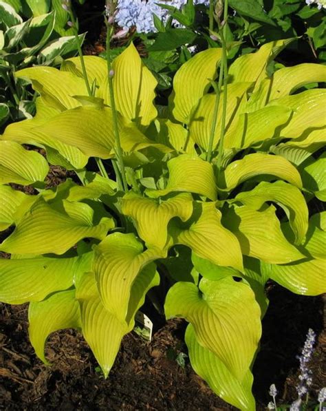 Sun Power Hosta - Jeffries Nurseries