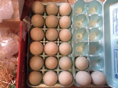 Hatching Shipped Duck Eggs BackYard Chickens Learn How To Raise