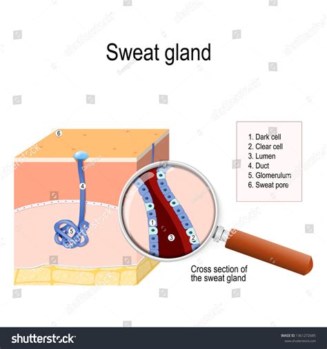 Integumentary System Sweat Glands