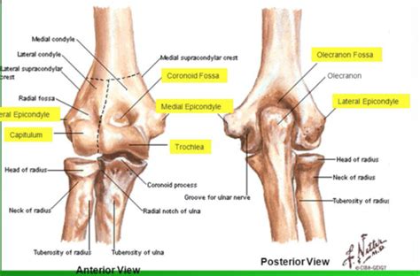 Lecture Elbow Wrist Hand Flashcards Quizlet