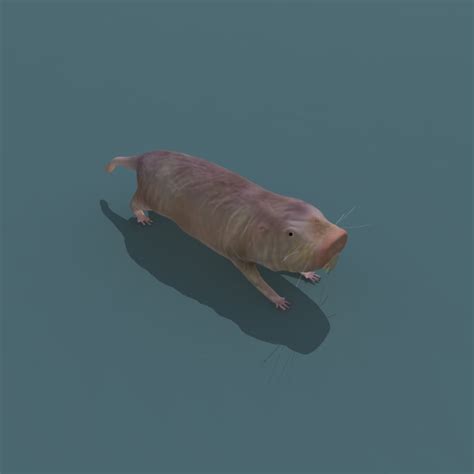 Naked Mole Rat D Model In Rodent Dexport