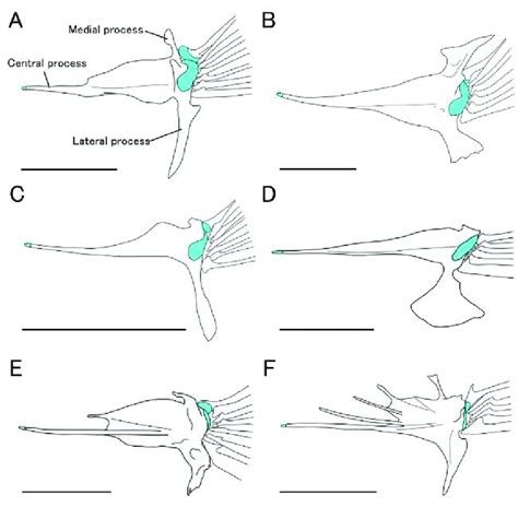 Dorsal Views Of Pelvic Girdle In A Strongylura Strongylura B Download Scientific Diagram