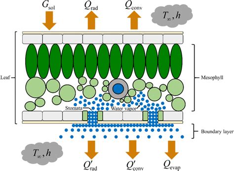 Transpiration Diagram Stomata