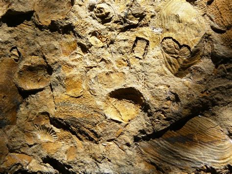 Permian Fossils - Member Collections - The Fossil Forum