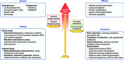 Oxidative Stress Ros Reactive Oxygen Species Download Scientific