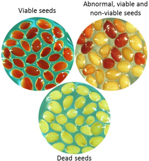 Seed Germination And Viability Test In Tetrazolium Tz Assay Bio Protocol