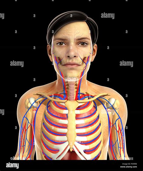 3d Rendered Illustration Of Human Body Anatomy Stock Photo Alamy