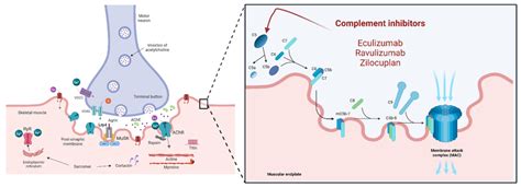 Complement inhibitors and their mechanisms of action are represented in ...