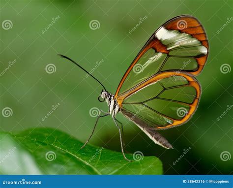 Glasswinged butterfly stock photo. Image of graceful - 38642316