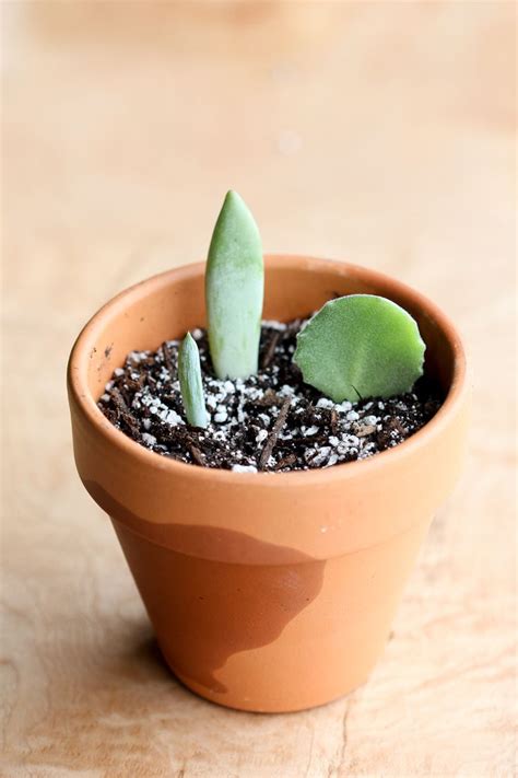 How To Grow Succulents From Cuttings Artofit